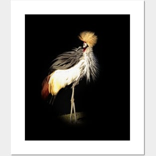 Grey crowned crane Posters and Art